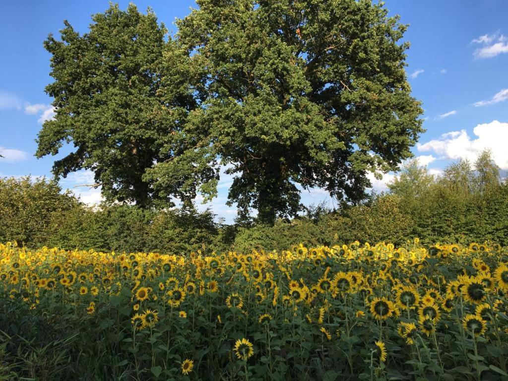 Bed & Breakfast Fuer Individualisten In Gemeinde Scharbeutz, Auch Allergiker 外观 照片